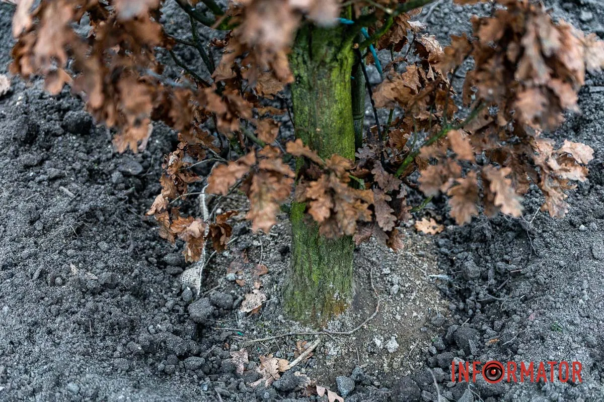 У Дніпрі на Соборній площі під час війни висадили понад 20 кущів дубів 10