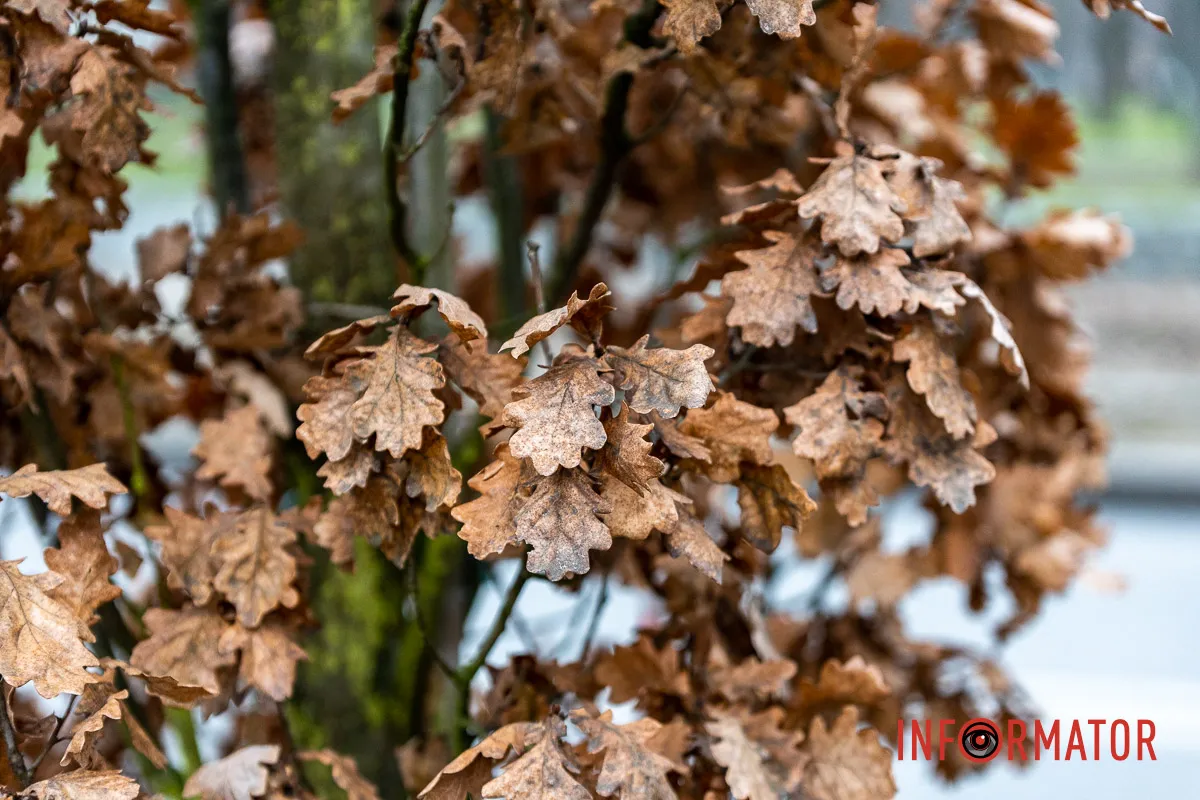 У Дніпрі на Соборній площі під час війни висадили понад 20 кущів дубів 7