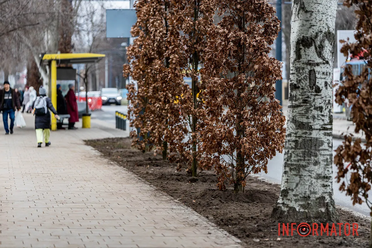 У Дніпрі на Соборній площі під час війни висадили понад 20 кущів дубів 8