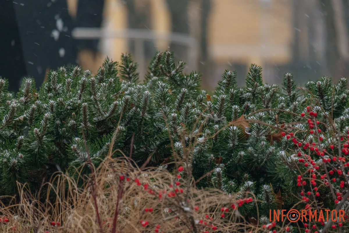 Засніжені ялинки