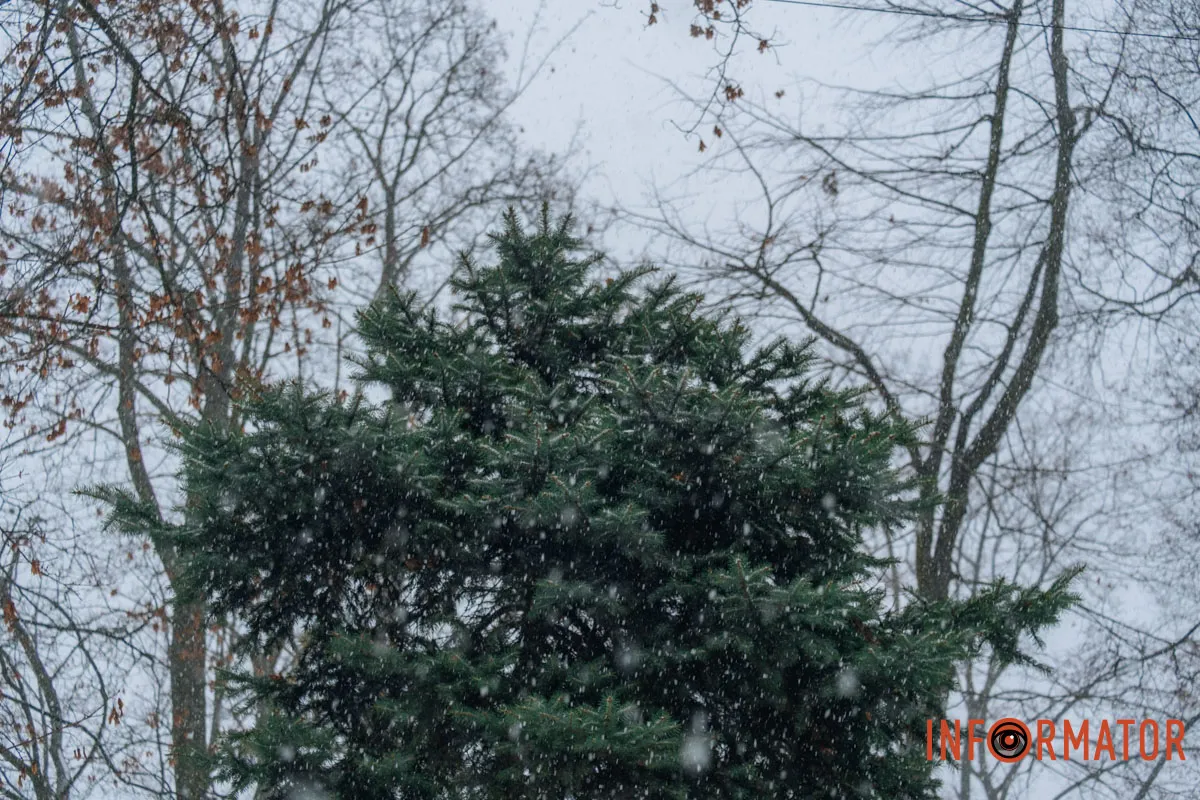 Білий сніг на зеленому