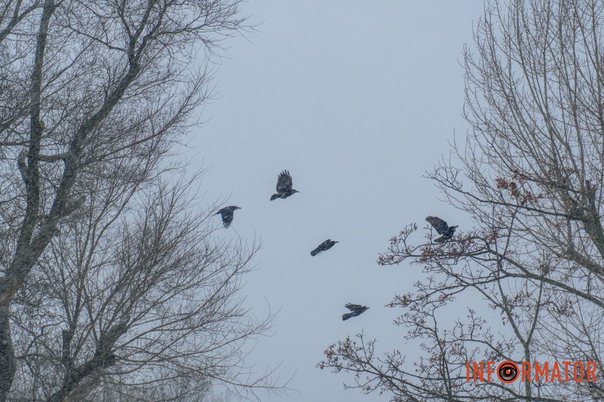 Птахи не очікували такого повороту