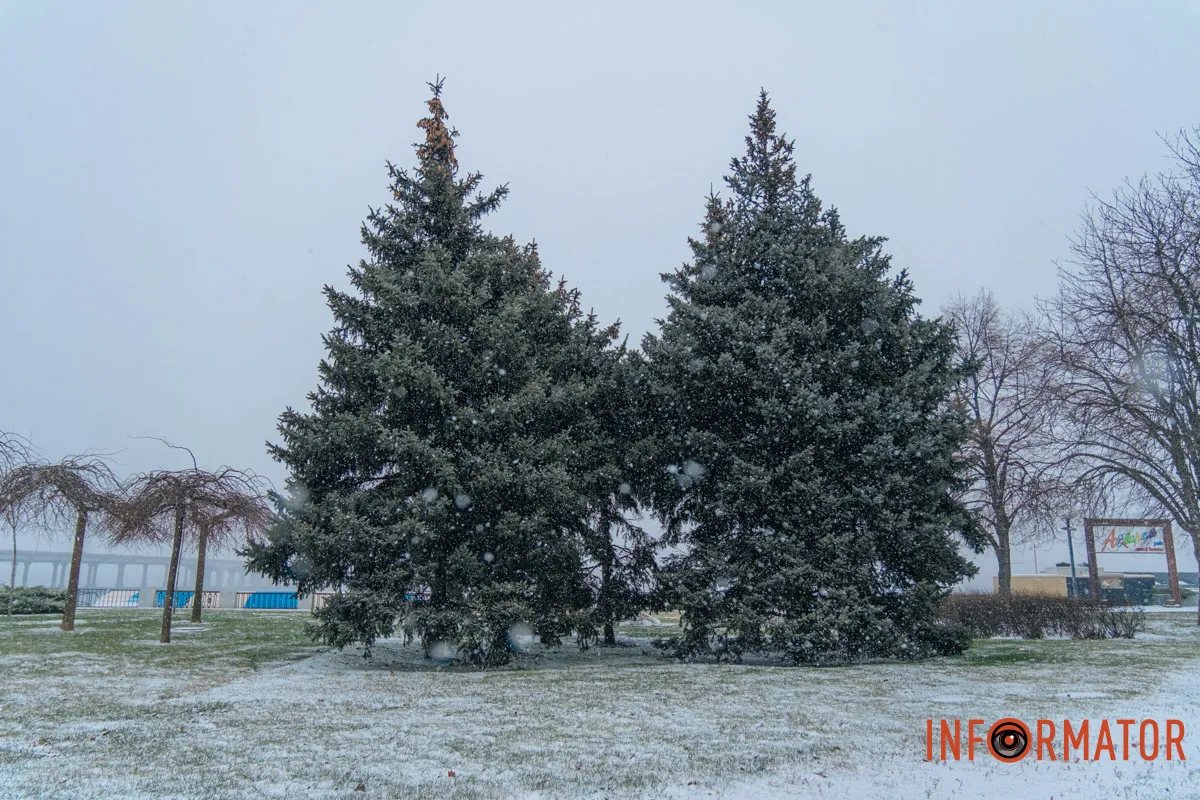 Хвоя під білою ковдрою