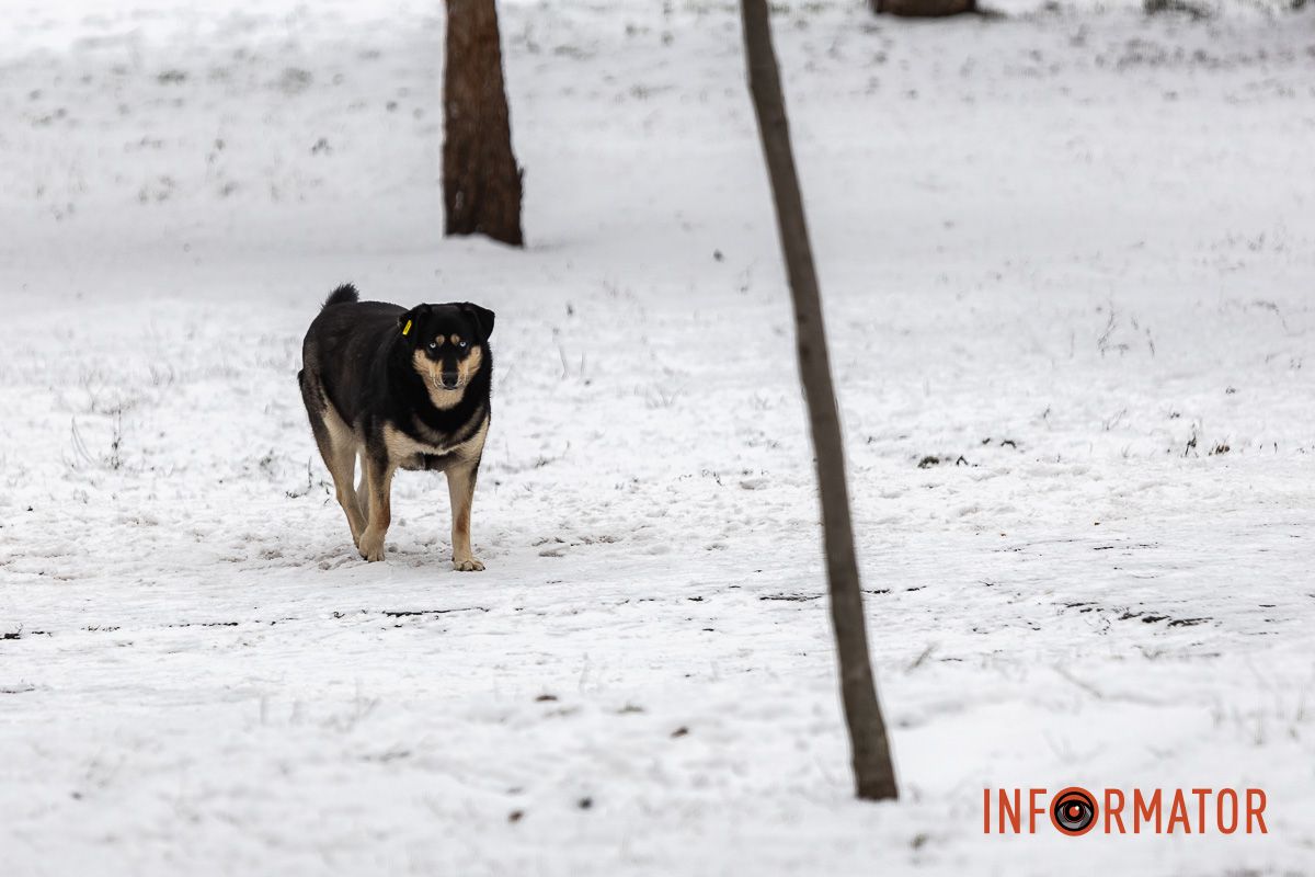 Як виглядає засніжений парк Глоби у Дніпрі 14