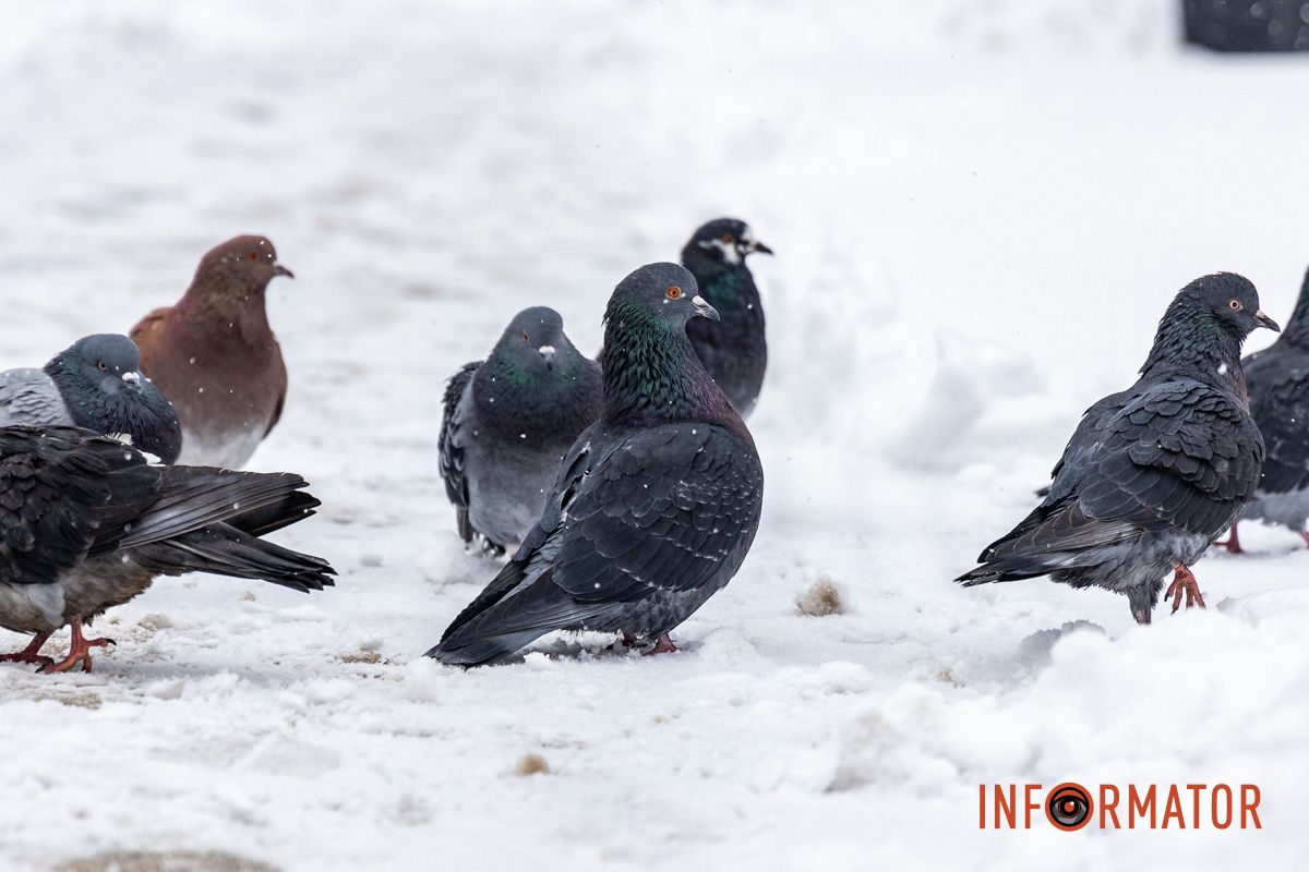 Місто як із листівки: у Дніпрі випав перший рясний сніг 40