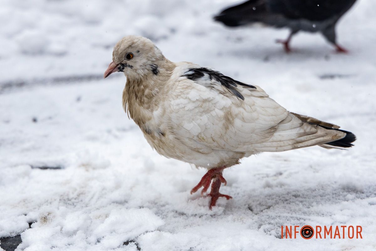 Місто як із листівки: у Дніпрі випав перший рясний сніг 39