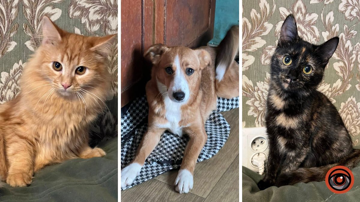 «Подаруйте напередодні Нового року частинку тепла своєї душі»: притулок, в якому мешкають 86 пухнастиків, благає про допомогу