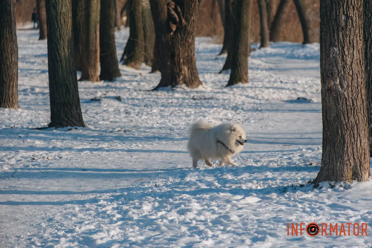 У справжній зимовий казці: як Дніпро зустрів Новий 2026 рік, фоторепортаж 14
