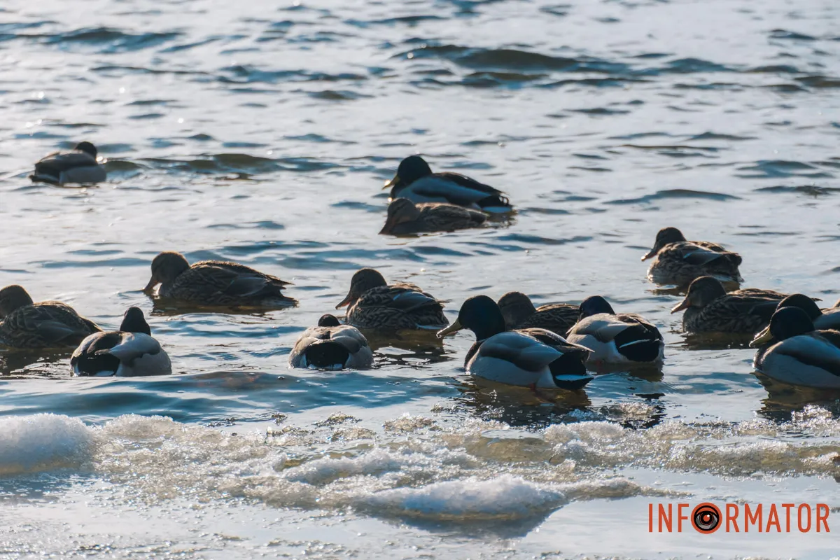 У справжній зимовий казці: як Дніпро зустрів Новий 2026 рік, фоторепортаж 16