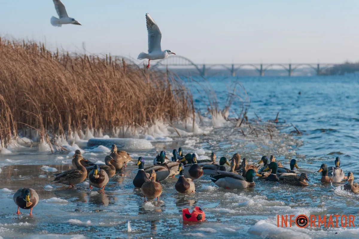 У справжній зимовий казці: як Дніпро зустрів Новий 2026 рік, фоторепортаж 19