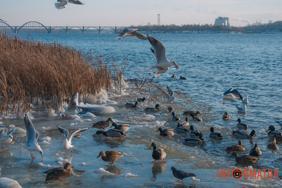 У справжній зимовий казці: як Дніпро зустрів Новий 2026 рік, фоторепортаж 23