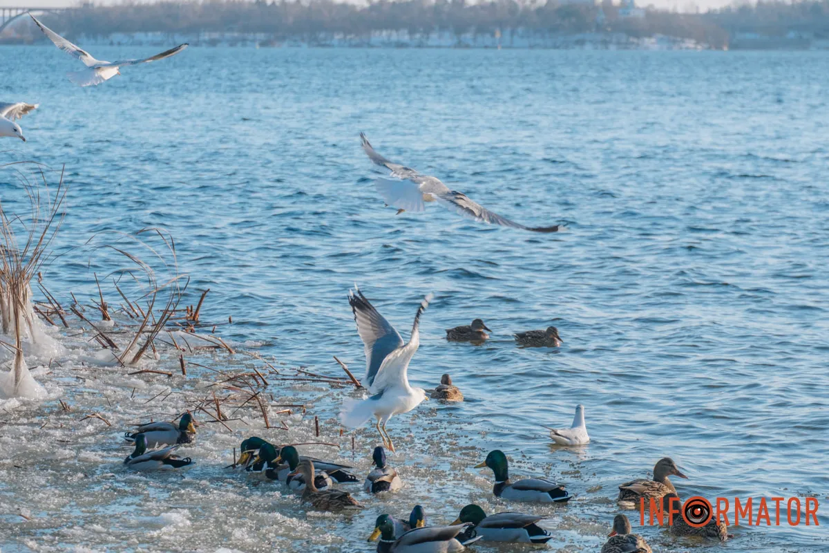 У справжній зимовий казці: як Дніпро зустрів Новий 2026 рік, фоторепортаж 25