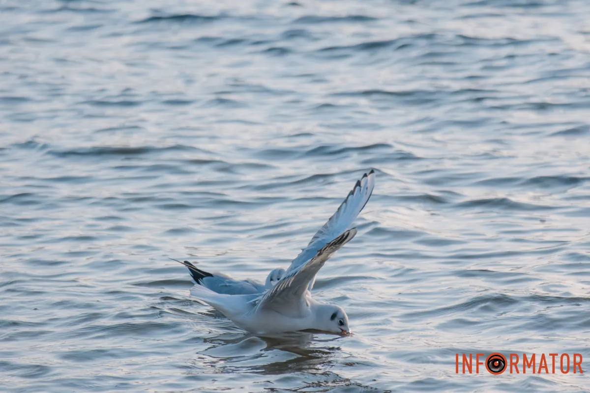 У справжній зимовий казці: як Дніпро зустрів Новий 2026 рік, фоторепортаж 26