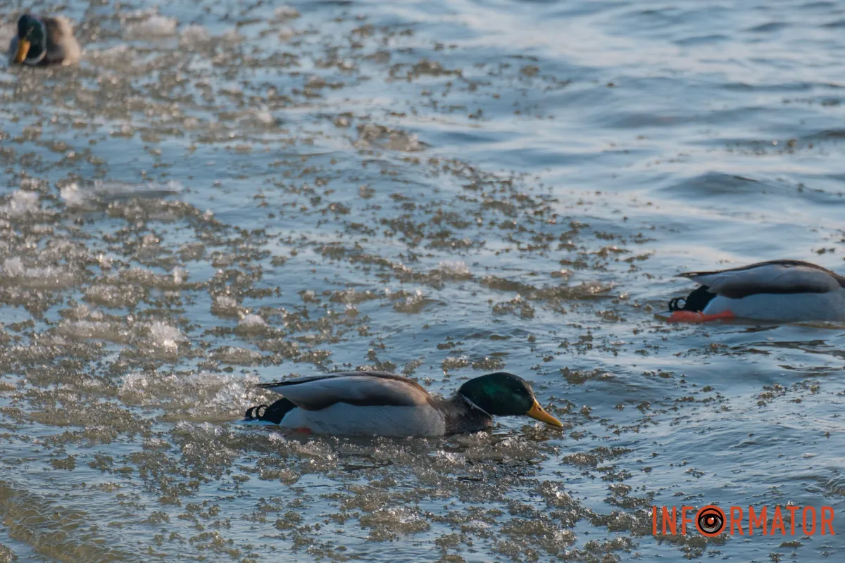 У справжній зимовий казці: як Дніпро зустрів Новий 2026 рік, фоторепортаж 33
