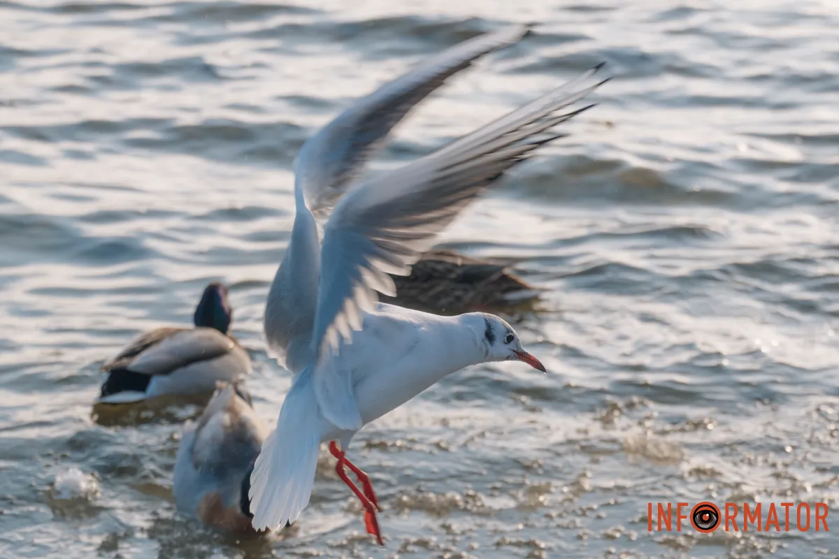 У справжній зимовий казці: як Дніпро зустрів Новий 2026 рік, фоторепортаж 32
