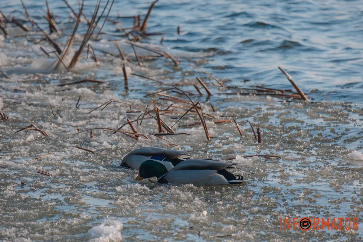 У справжній зимовий казці: як Дніпро зустрів Новий 2026 рік, фоторепортаж 31