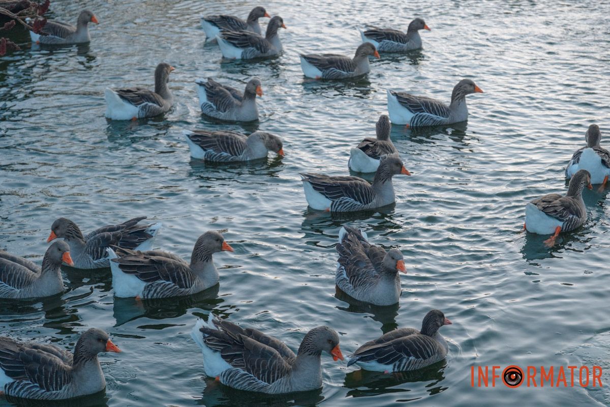 У справжній зимовий казці: як Дніпро зустрів Новий 2026 рік, фоторепортаж 35