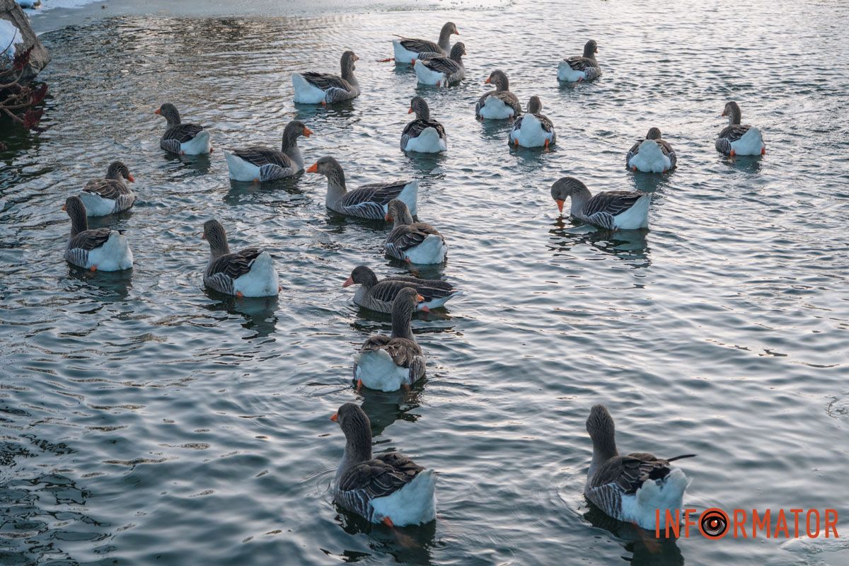 У справжній зимовий казці: як Дніпро зустрів Новий 2026 рік, фоторепортаж 45