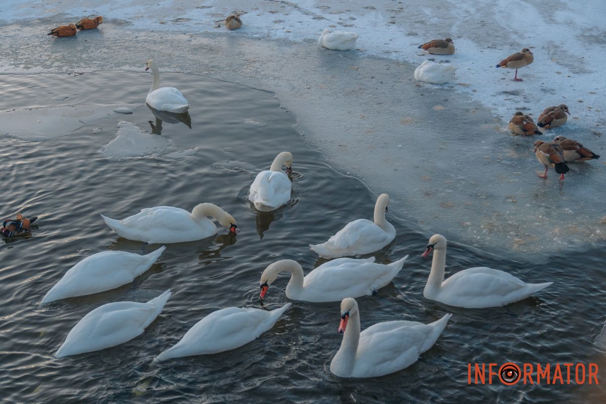 У справжній зимовий казці: як Дніпро зустрів Новий 2026 рік, фоторепортаж 41