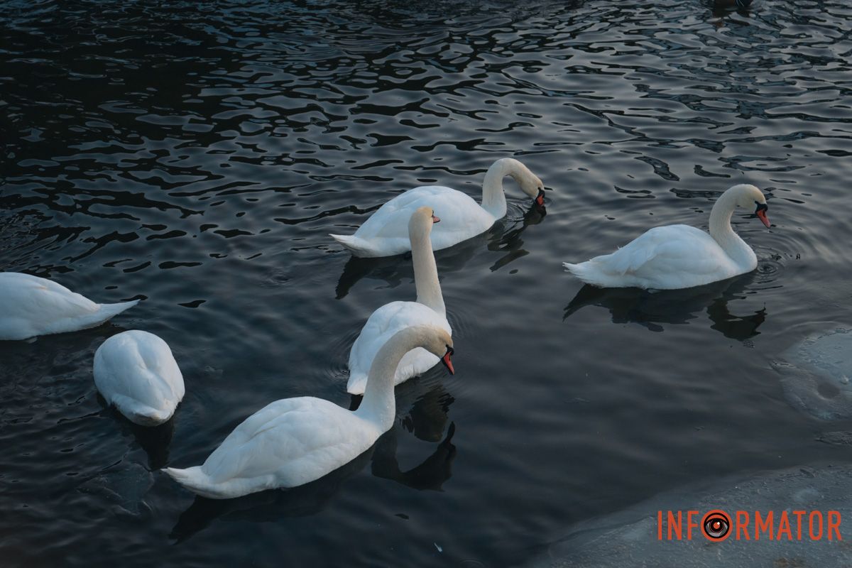 У справжній зимовий казці: як Дніпро зустрів Новий 2026 рік, фоторепортаж 50