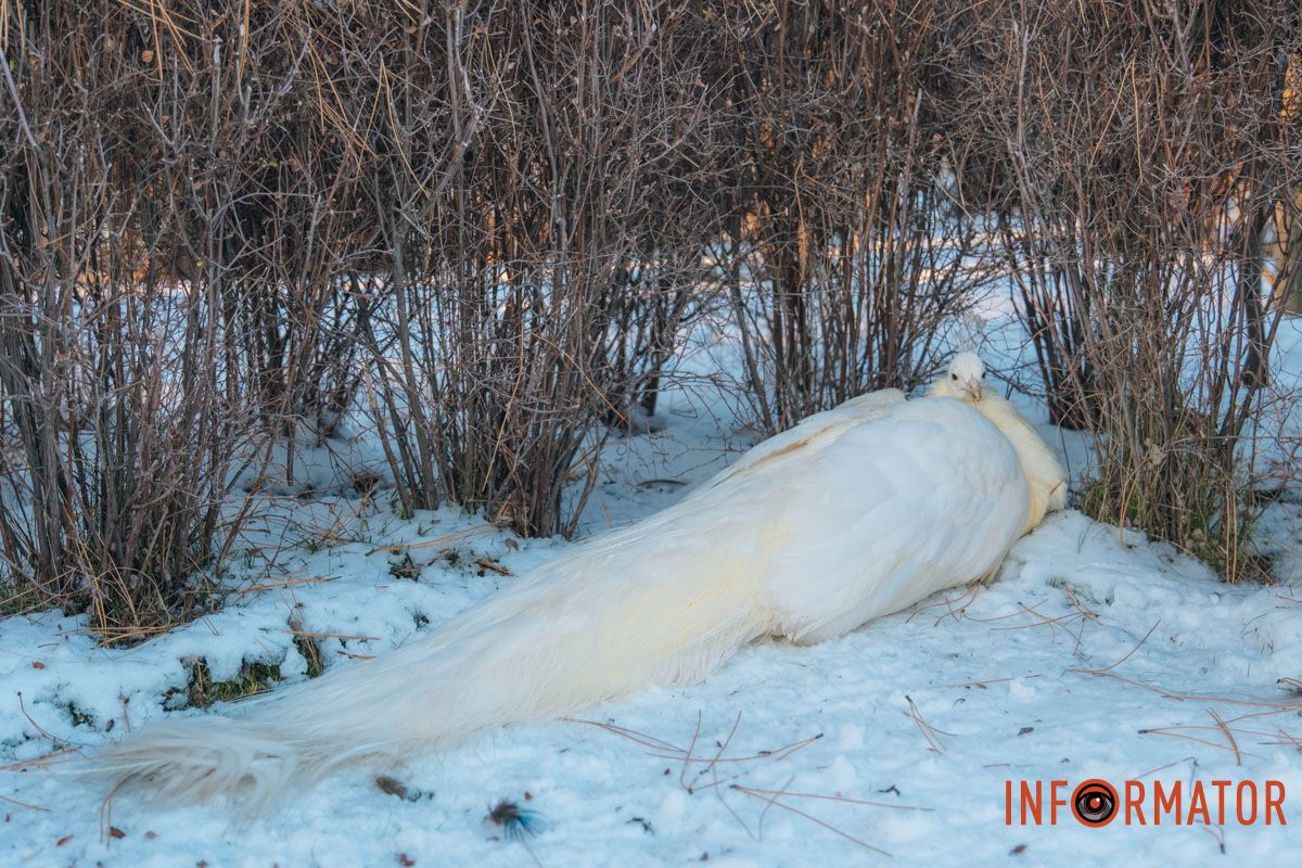 У справжній зимовий казці: як Дніпро зустрів Новий 2026 рік, фоторепортаж 53