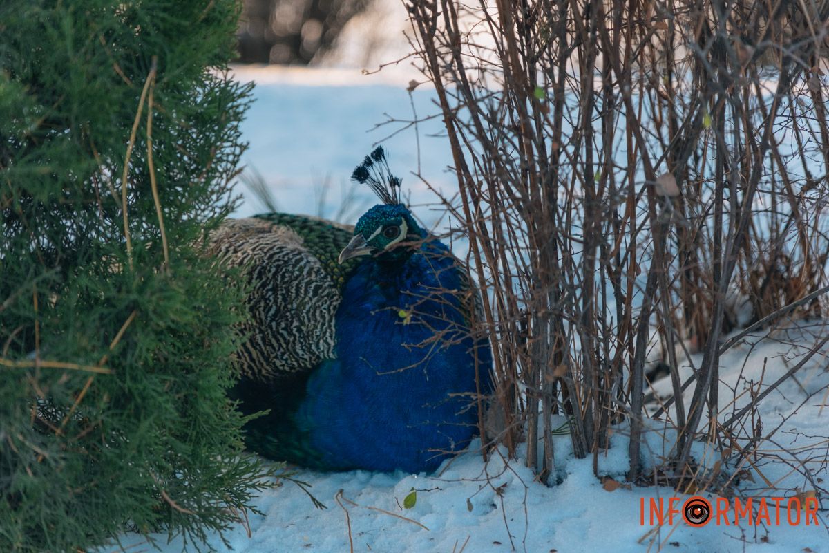 У справжній зимовий казці: як Дніпро зустрів Новий 2026 рік, фоторепортаж 62