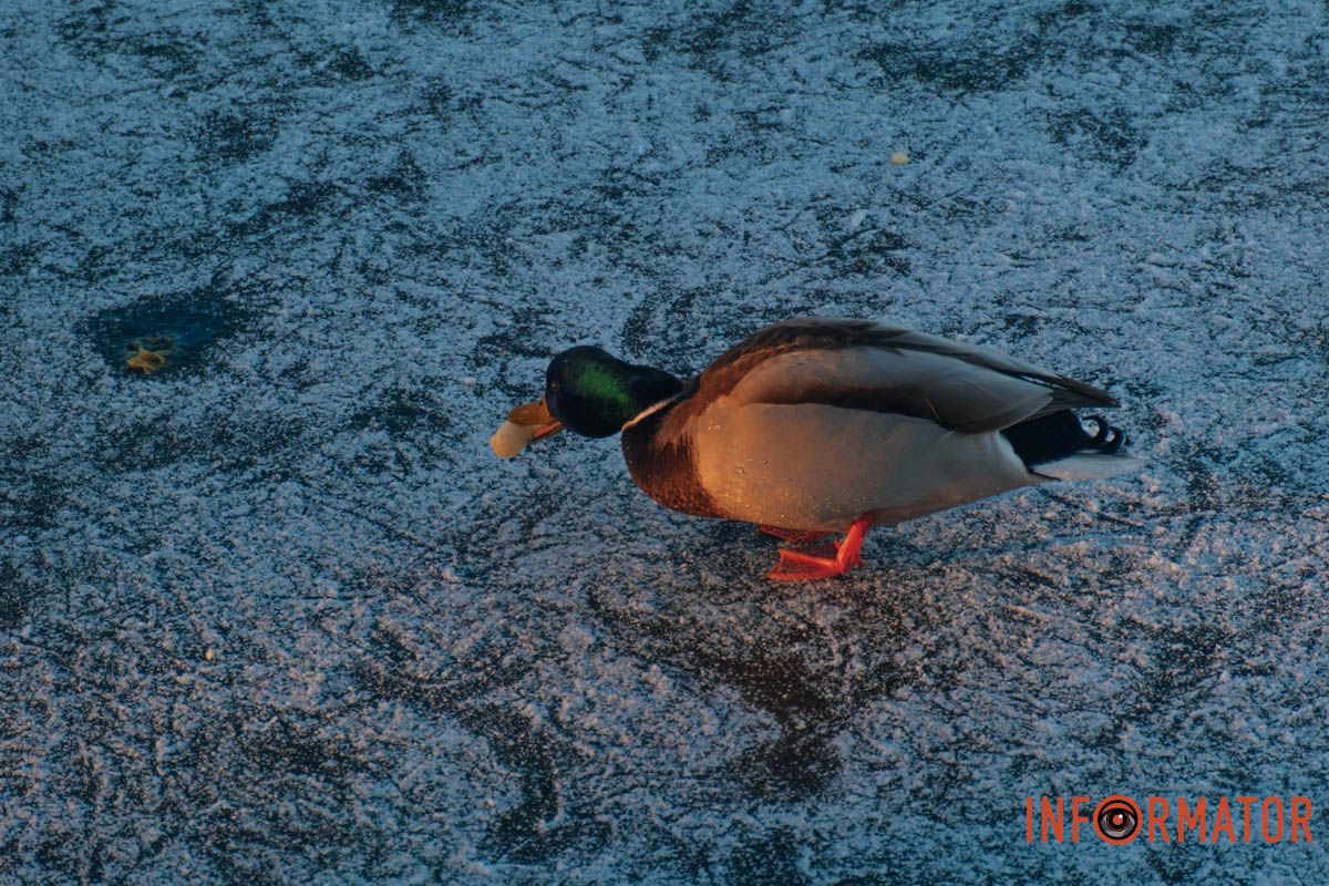 У справжній зимовий казці: як Дніпро зустрів Новий 2026 рік, фоторепортаж 64