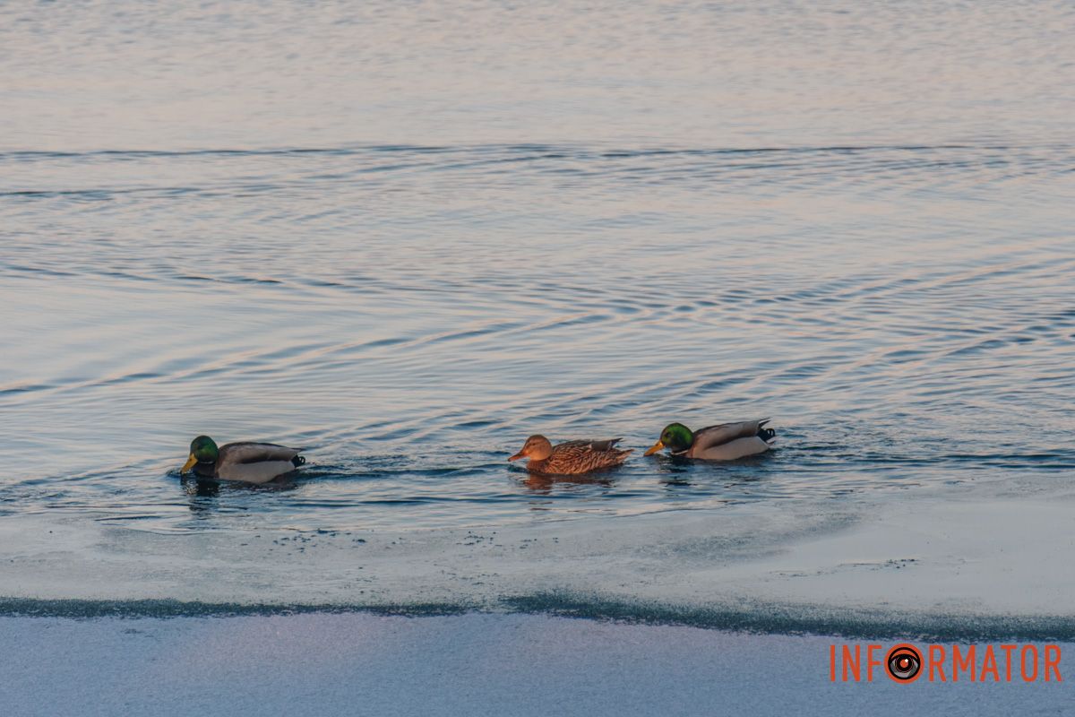 У справжній зимовий казці: як Дніпро зустрів Новий 2026 рік, фоторепортаж 74
