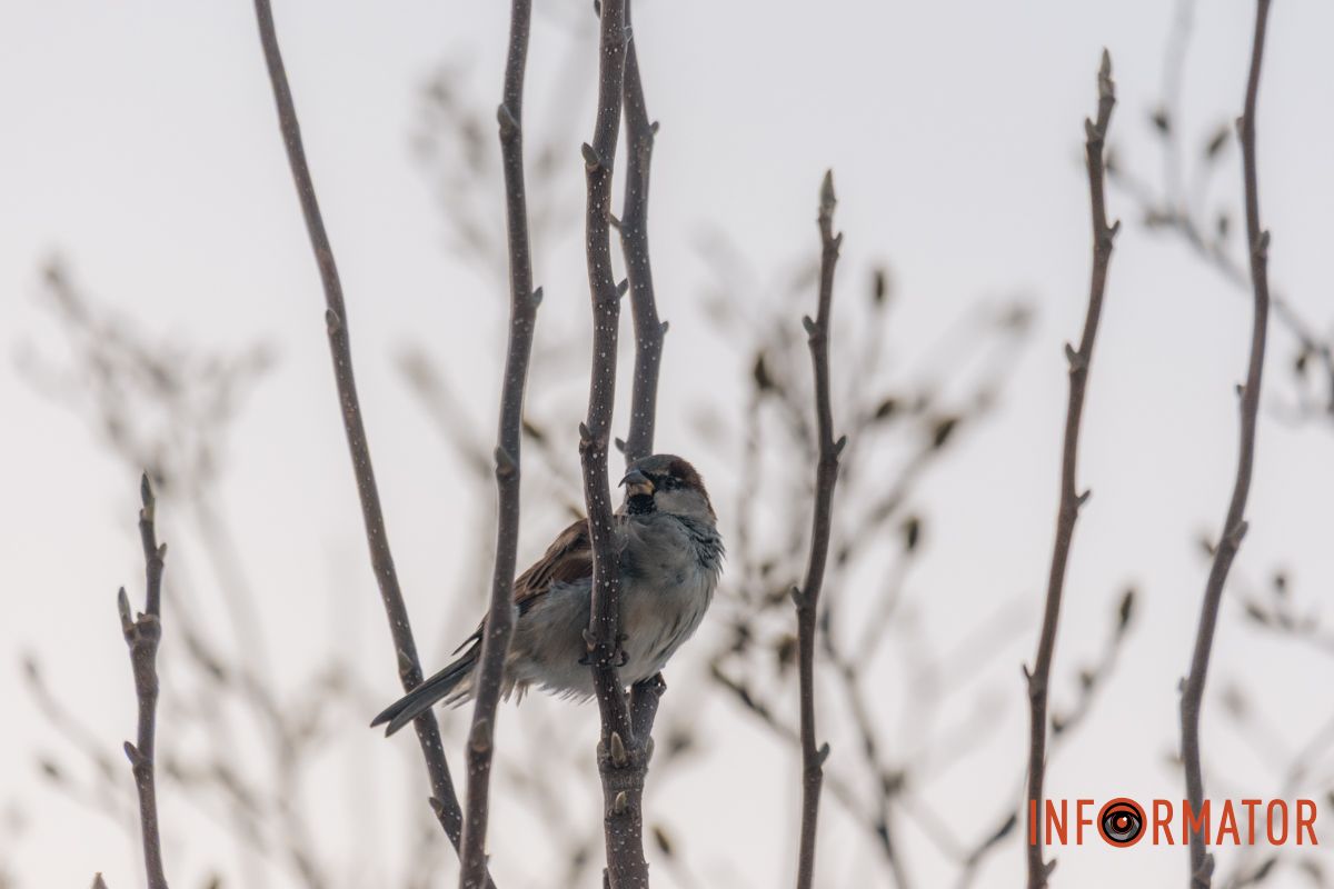 У справжній зимовий казці: як Дніпро зустрів Новий 2026 рік, фоторепортаж 72