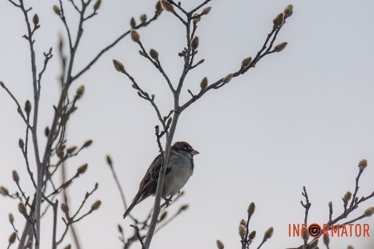 У справжній зимовий казці: як Дніпро зустрів Новий 2026 рік, фоторепортаж 69