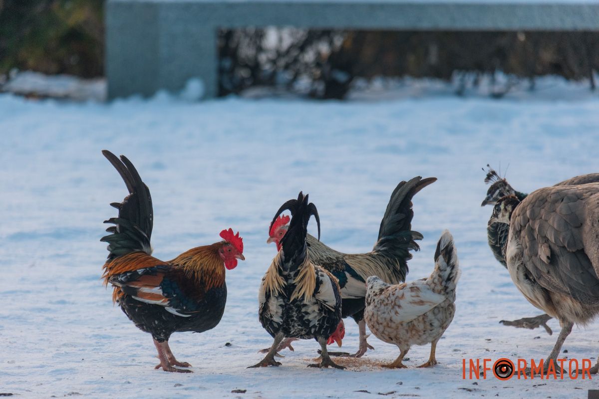 У справжній зимовий казці: як Дніпро зустрів Новий 2026 рік, фоторепортаж 85