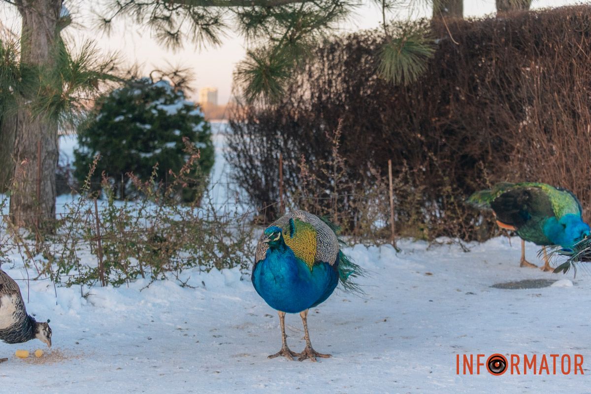 У справжній зимовий казці: як Дніпро зустрів Новий 2026 рік, фоторепортаж 91