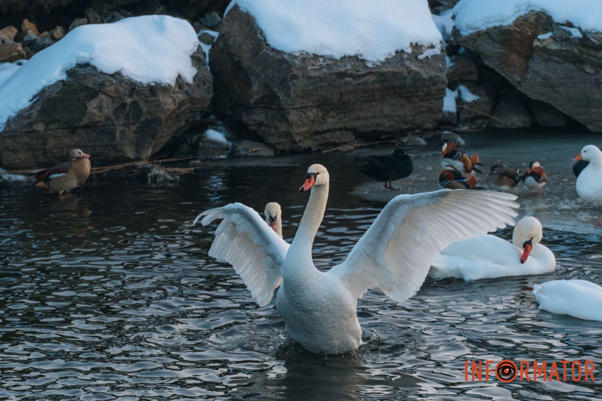 У справжній зимовий казці: як Дніпро зустрів Новий 2026 рік, фоторепортаж 95