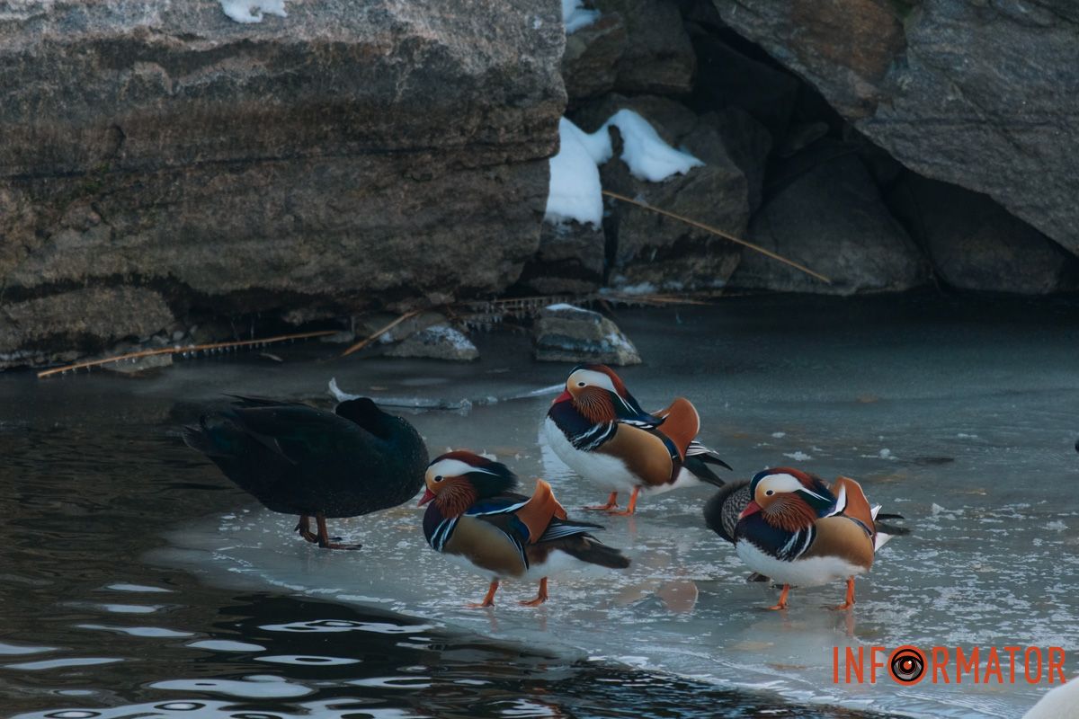 У справжній зимовий казці: як Дніпро зустрів Новий 2026 рік, фоторепортаж 94
