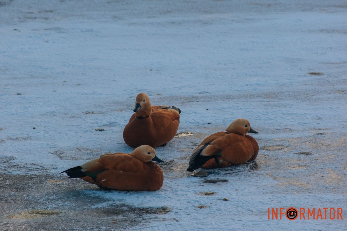 У справжній зимовий казці: як Дніпро зустрів Новий 2026 рік, фоторепортаж 90