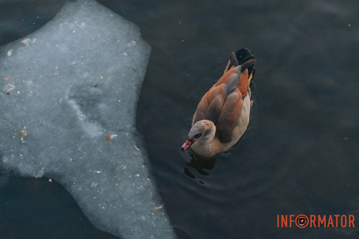 У справжній зимовий казці: як Дніпро зустрів Новий 2026 рік, фоторепортаж 87