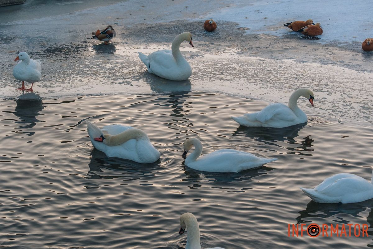 У справжній зимовий казці: як Дніпро зустрів Новий 2026 рік, фоторепортаж 92
