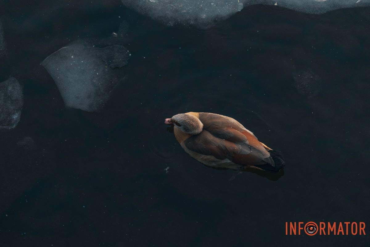 У справжній зимовий казці: як Дніпро зустрів Новий 2026 рік, фоторепортаж 96