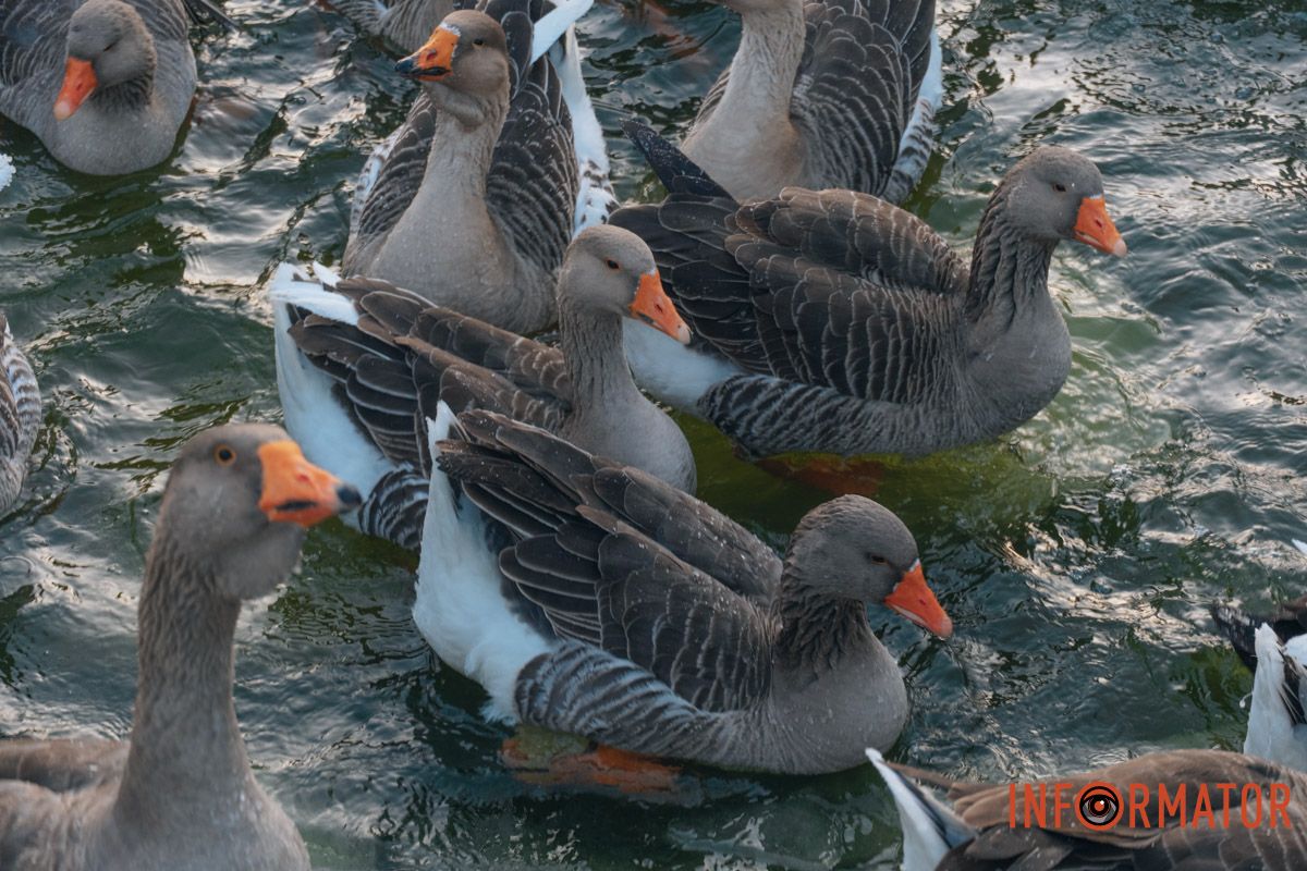 У справжній зимовий казці: як Дніпро зустрів Новий 2026 рік, фоторепортаж 89