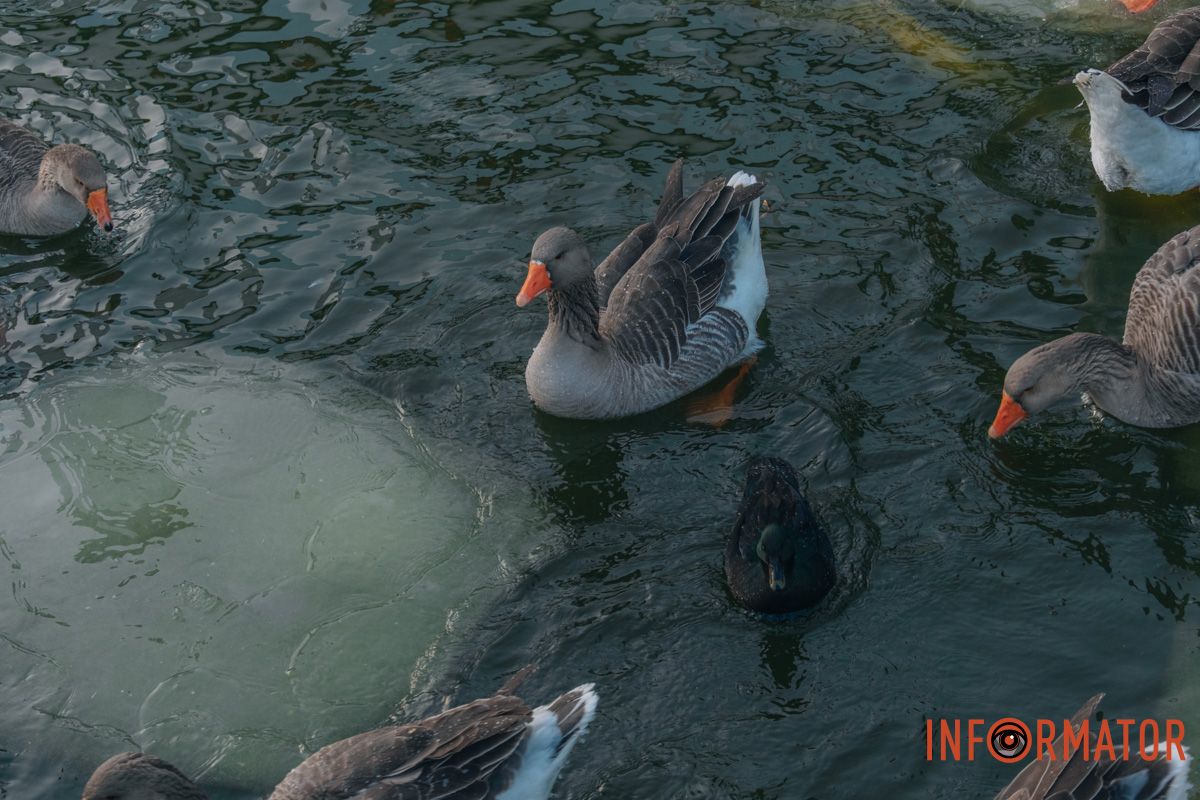 У справжній зимовий казці: як Дніпро зустрів Новий 2026 рік, фоторепортаж 88