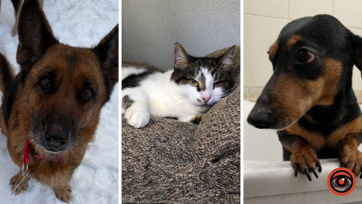 Посмотрите в эти глаза: собачки и котики в Днепре ждут семейного чуда