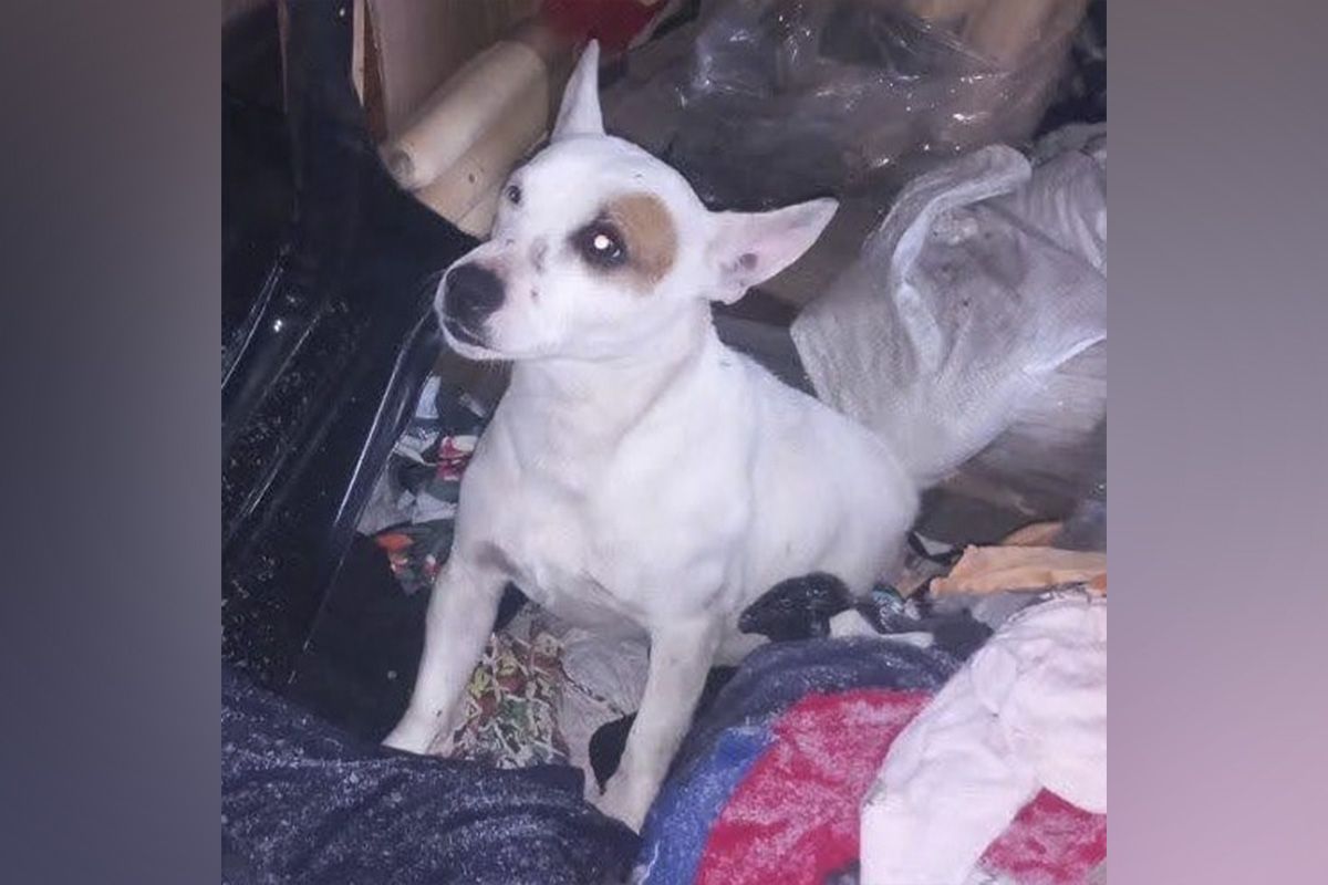 Щенок ищет семью