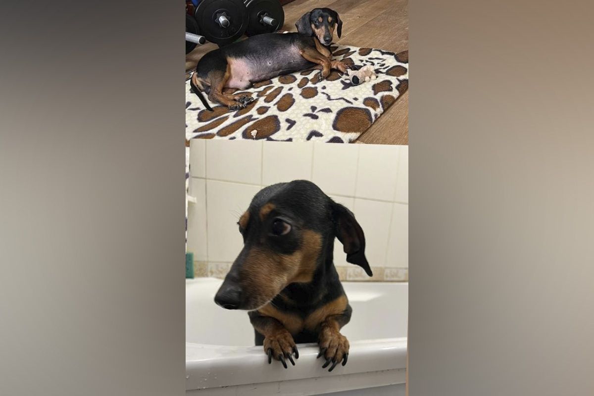 Такса в поисках семьи