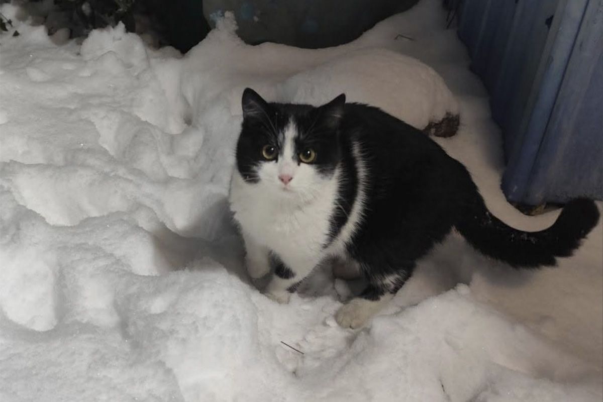 Кошечка ищет семью