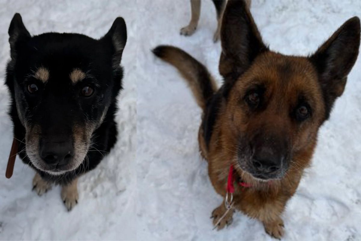 Две овчарки нуждаются в хозяевах