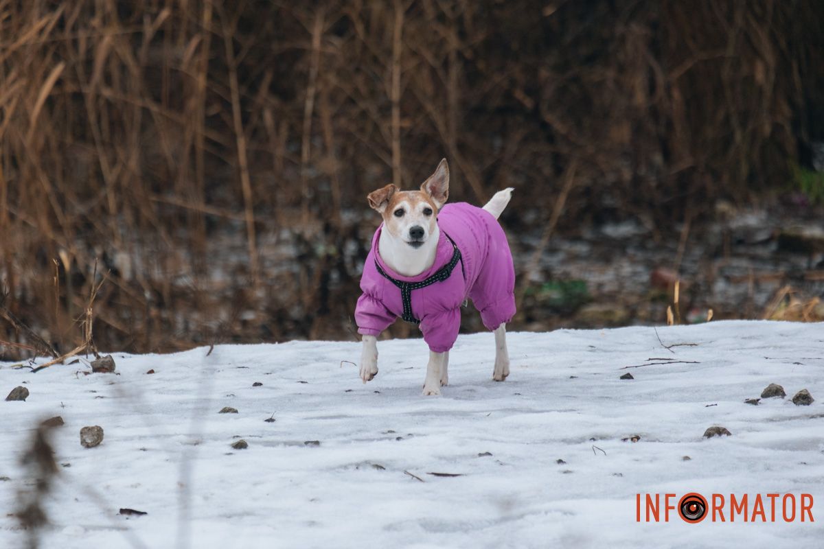 Песика тоже сделали святым