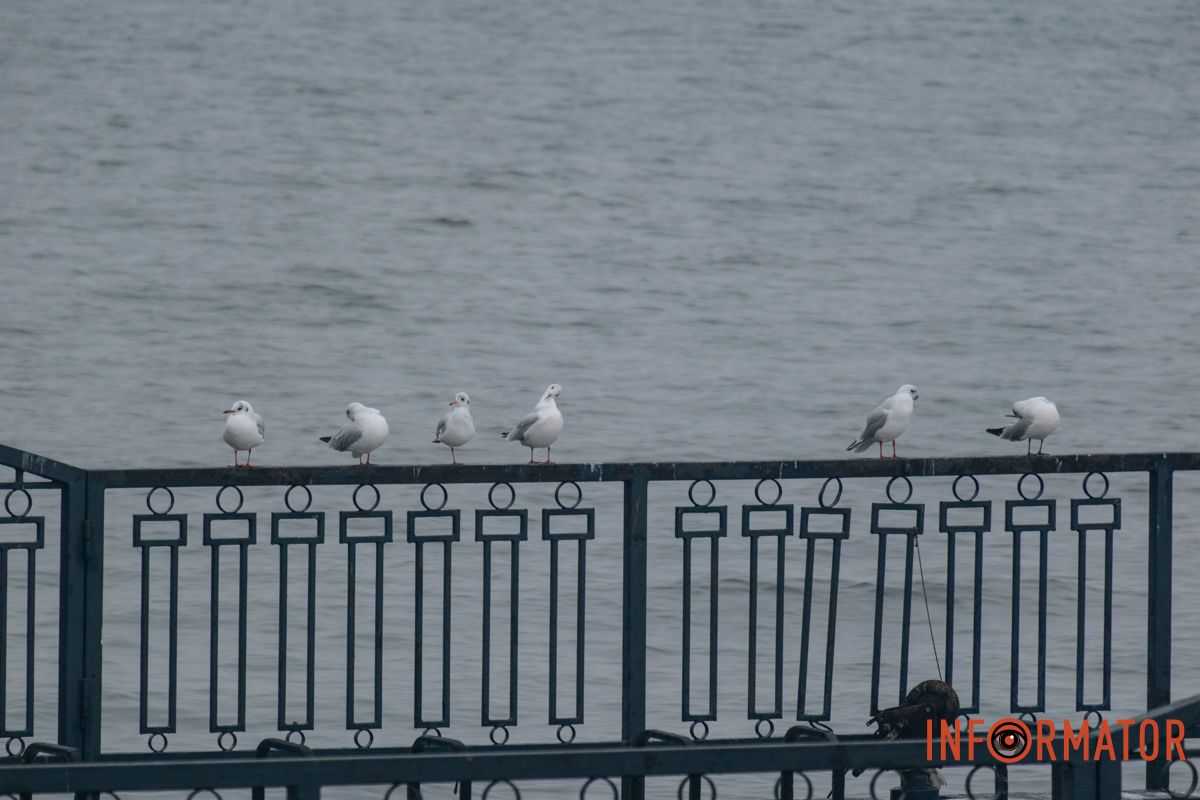 Молитвы, ныряние и освященная вода: как днепряне празднуют Крещение по новому календарю 49