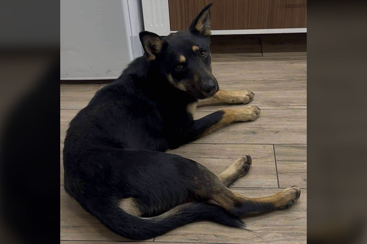 Песик ищет семью