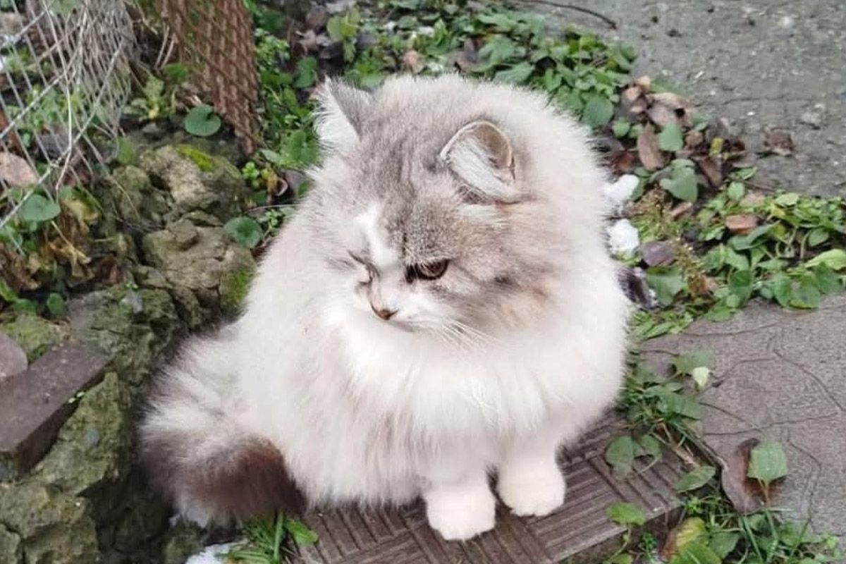 Киса ищет семью