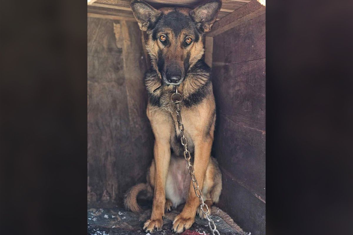 Собачка ищет семью